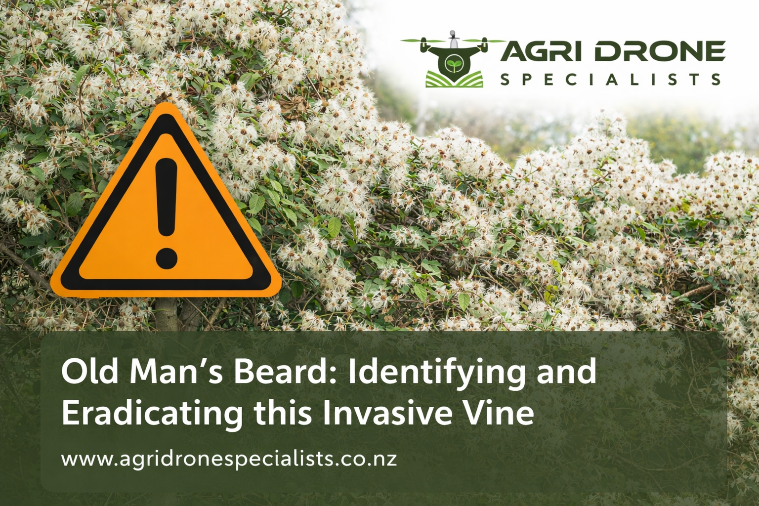 Old Man’s Beard: Identifying and Eradicating this Invasive Vine